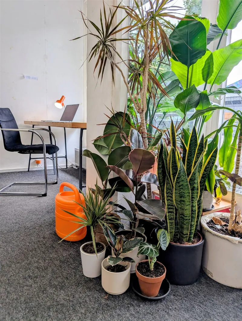 Plants and a quiet desk by the window in the coworking space